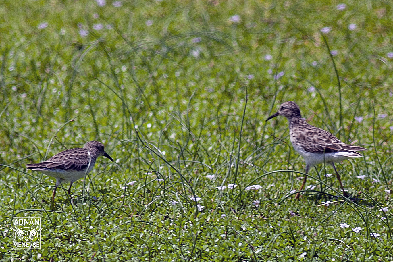 Least Sandpiper